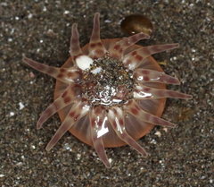 Peachia quinquecapitata