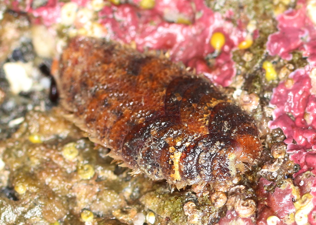Gaudichaudius iphionelloides