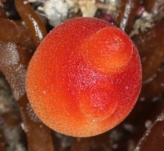 Halocynthia aurantium