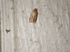 Clepsis peritana