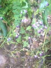 Collinsia multicolor