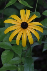 Callilepis laureola
