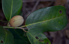Myristica insipida