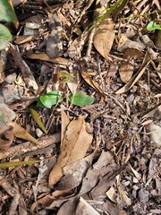 Chiloglottis gunnii