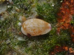 Purpuradusta hammondae