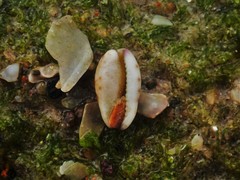 Purpuradusta hammondae