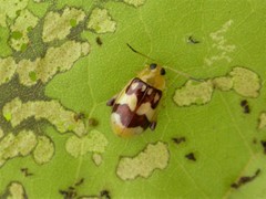 Walterianella inscripta