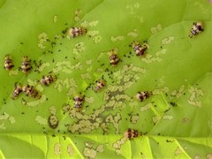 Walterianella inscripta