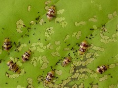 Walterianella inscripta