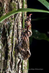 Phrictus diadema