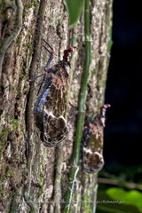 Phrictus diadema