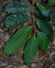 Myristica insipida