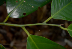Myristica insipida
