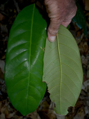 Myristica insipida