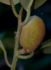 Myristica insipida