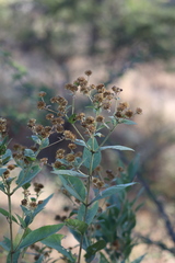 Verbesina sphaerocephala