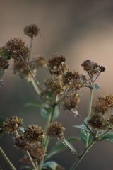 Verbesina sphaerocephala