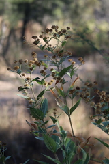 Verbesina sphaerocephala