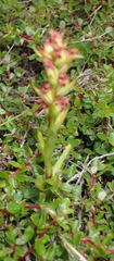 Disa densiflora