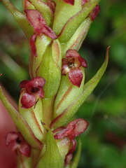 Disa densiflora