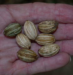 Gomphandra australiana