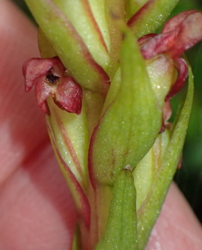 Image of Ringspur Monadisa (Disa densiflora) by (c) Nicola van Berkel, some rights reserved (CC BY-SA)