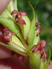 Disa densiflora