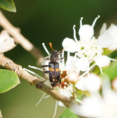 Eleale pulchra