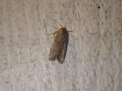 Micrathetis triplex