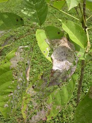 Eulepte gastralis