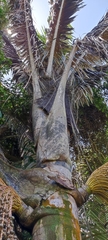 Oenocarpus bataua
