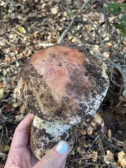 Boletus regineus