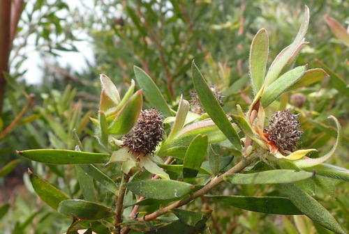 Image of Leucadendron conicum by (c) Nicola van Berkel, some rights reserved (CC BY-SA)