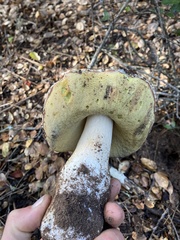 Boletus regineus