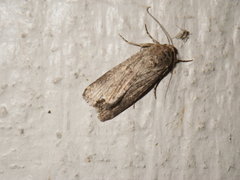 Micrathetis triplex