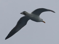 Larus dominicanus vetula