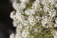 Grevillea paniculata