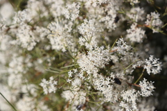 Grevillea paniculata