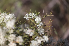 Grevillea paniculata