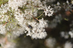 Grevillea paniculata