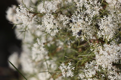 Grevillea paniculata