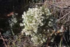Grevillea paniculata