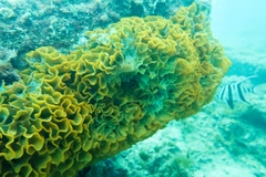 Steginoporella chartacea