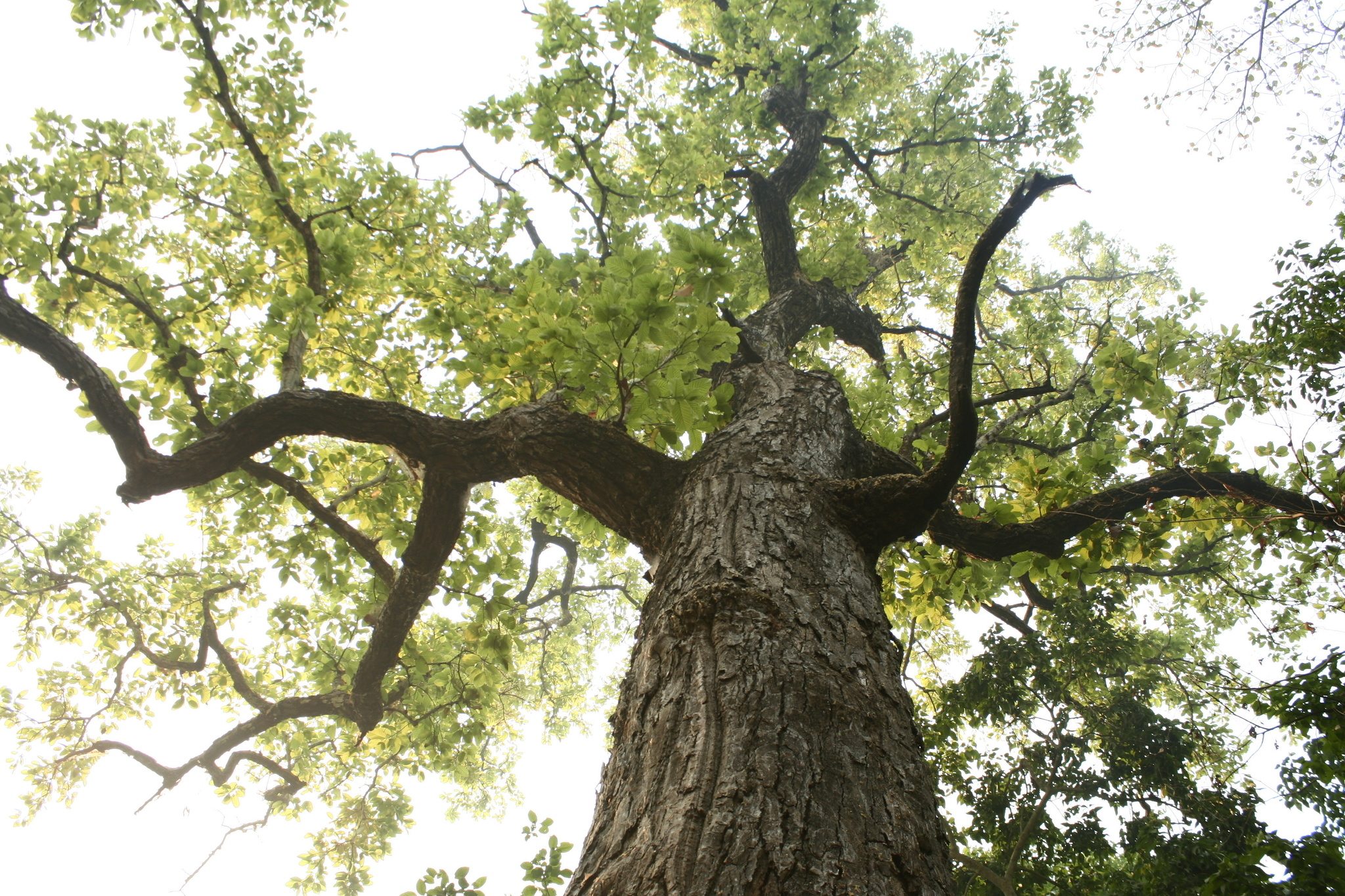 Shorea Robusta Gaertn.