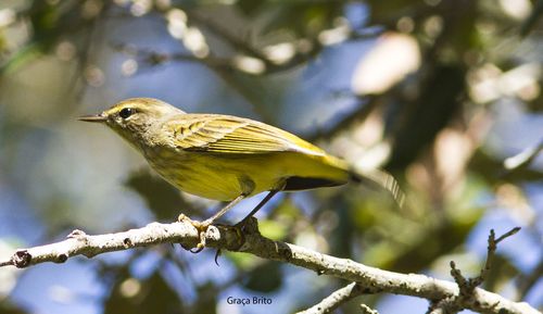 Setophaga palmarum image