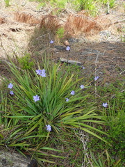Aristea ensifolia