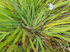 Aristea ensifolia