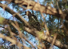 Sphyrapicus nuchalis