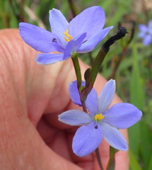 Aristea ensifolia