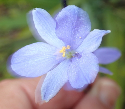 Aristea ensifolia, photograph 6